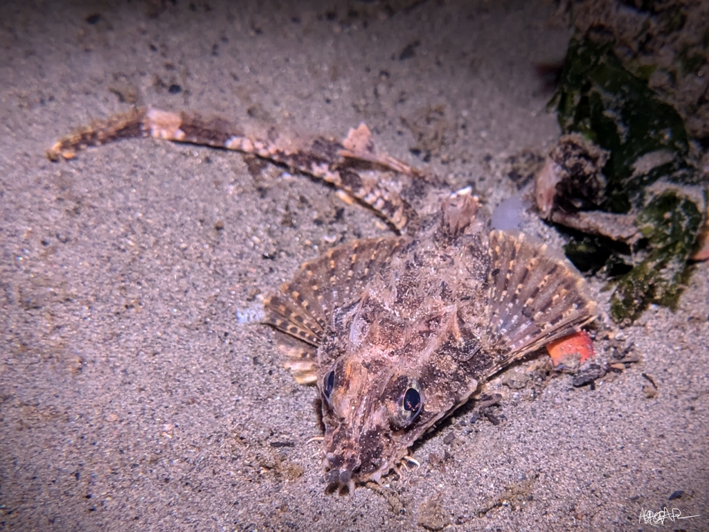 northern spearnose poacher