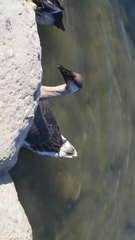 Anser anser × cygnoides