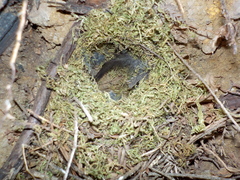 Junco hyemalis