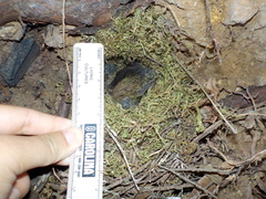 Junco hyemalis