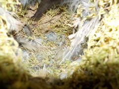 Junco hyemalis