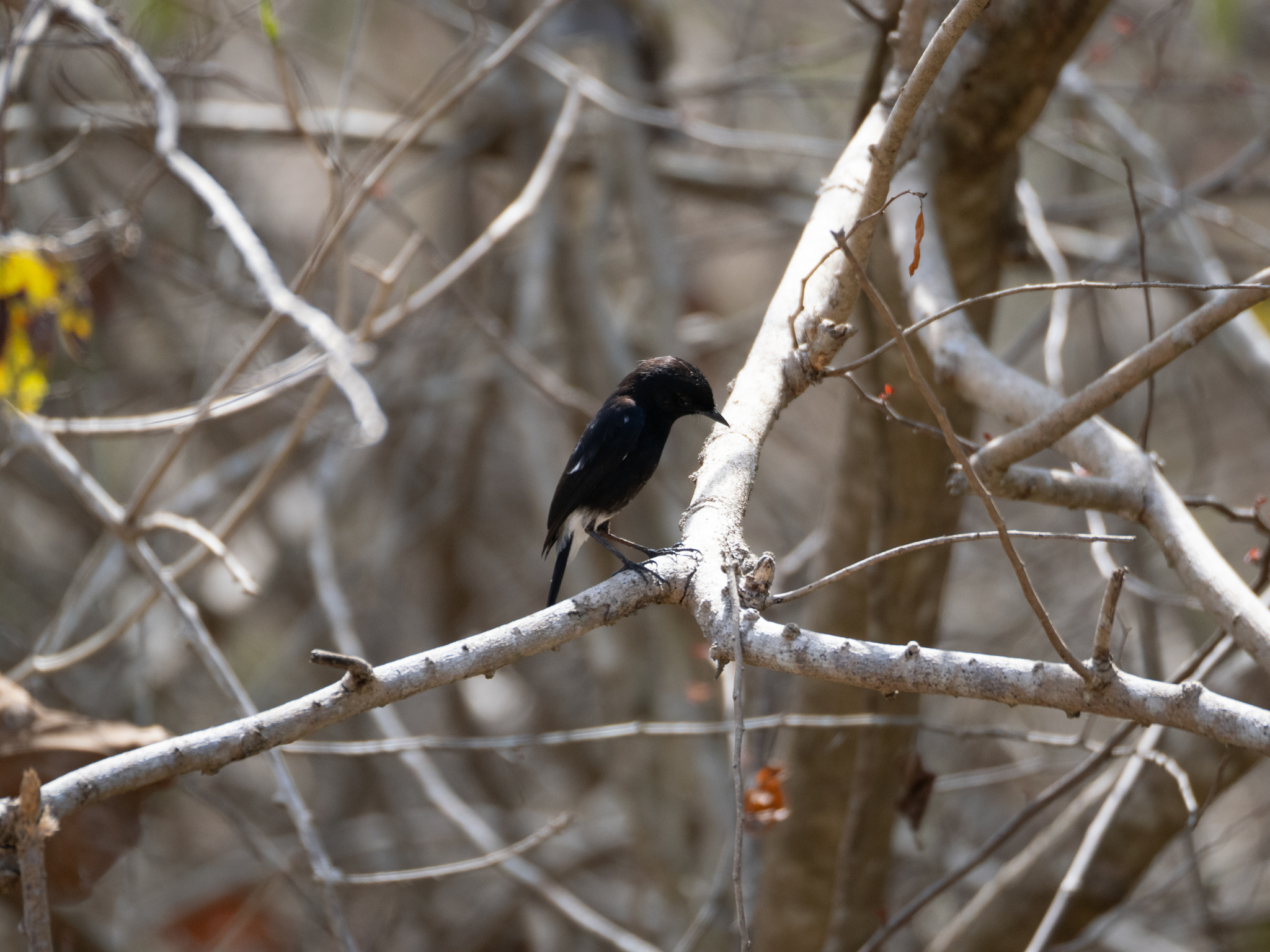 Pied Bush Chat