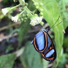 Oleria quintina