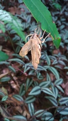 Marumba cristata bukaiana