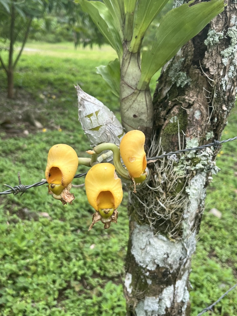 Catasetum maculatum
