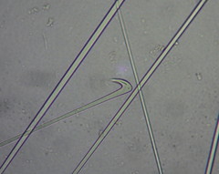 Tetillidae