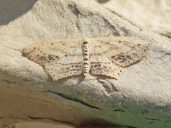 Scopula cacuminaria