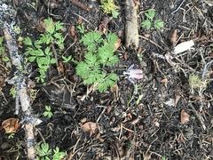 Dicentra pauciflora