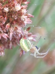 Araniella opisthographa
