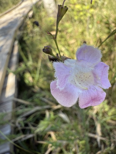 Image of Agalinis linifolia by (c) Brandon Johnson, some rights reserved (CC BY)