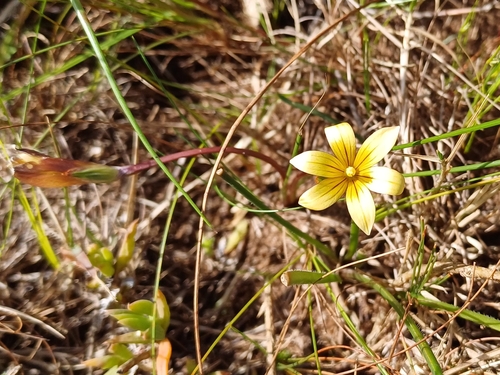 Image of Romulea flava by (c) Martjie Fia Fourie, some rights reserved (CC BY)