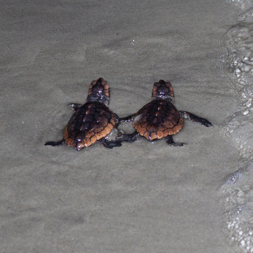 Loggerhead Sea Turtle photographed in Georgia
