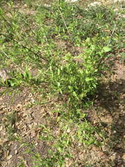 Anisacanthus thurberi