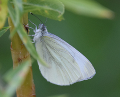 Pieris pseudorapae