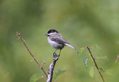 Sombre Tit photo 4