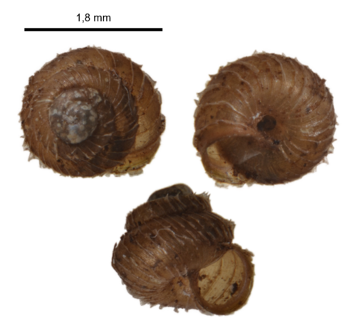 Prickly Snail