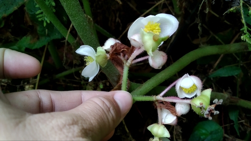 Begonia multangula · iNaturalist Ecuador