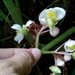 Begonia multangula - Photo (c) mirmurmel, algunos derechos reservados (CC BY-NC), subido por mirmurmel