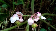 Begonia multangula