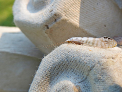 Nectopsyche exquisita