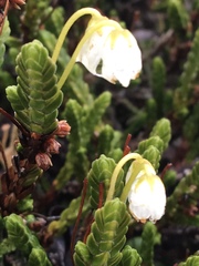 Cassiope tetragona tetragona