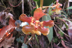 Otoglossum