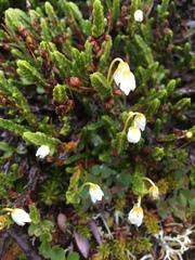 Cassiope tetragona tetragona