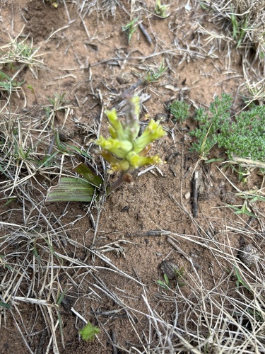 Image of Lachenalia orchioides by (c) Christina, some rights reserved (CC BY)