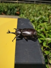 Trypoxylus dichotomus