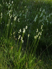 Triantha occidentalis occidentalis