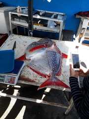 Southern Spotted Opah photo 2