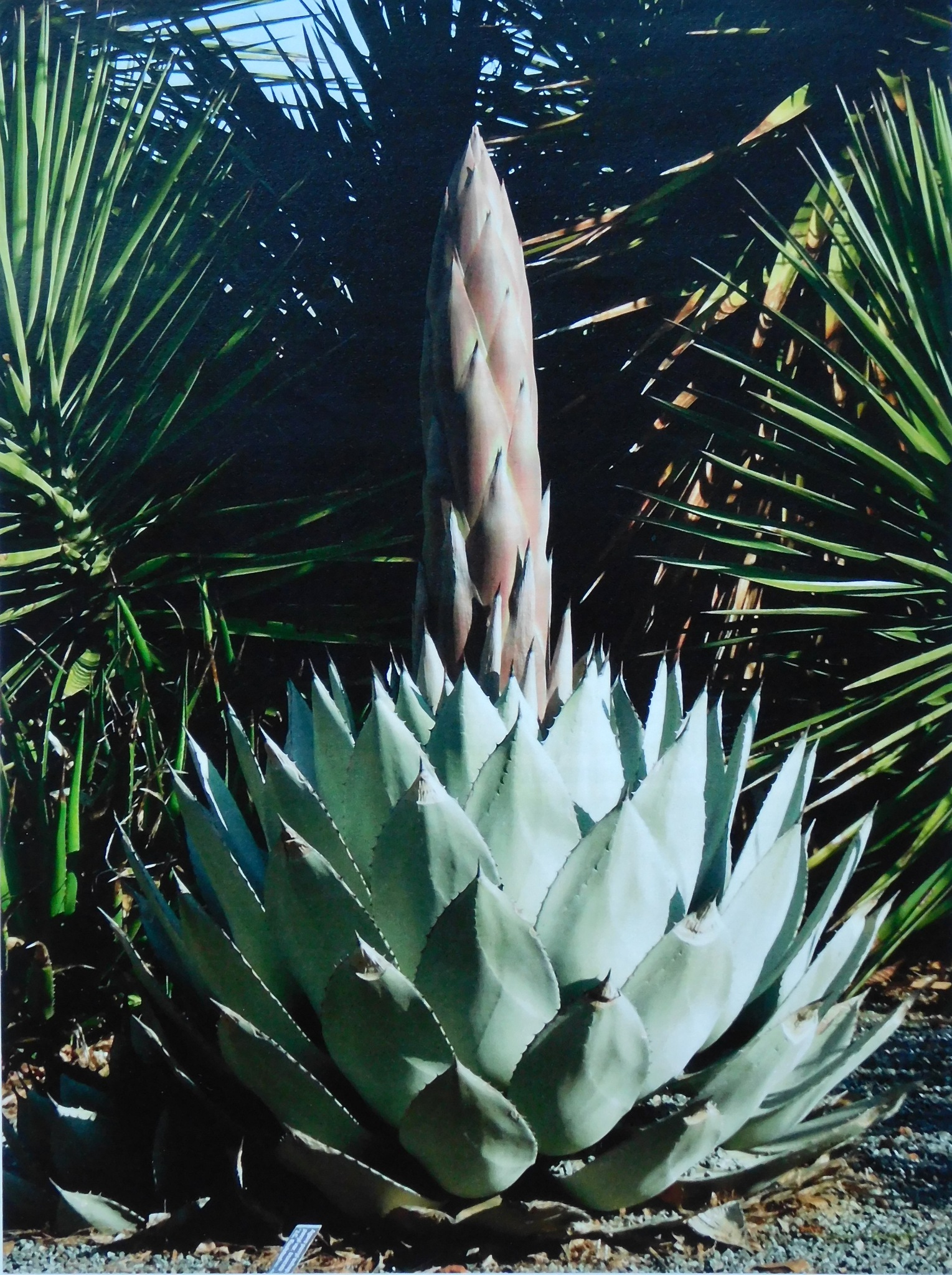 agave steckling Agave desmettiana Quicksilver main image 0