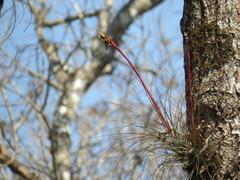Tillandsia juncea