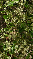 Clematis brasiliana