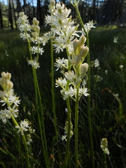 Triantha occidentalis occidentalis