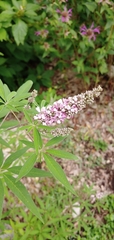 Vitex agnus-castus
