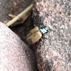 Chrysomela crotchi