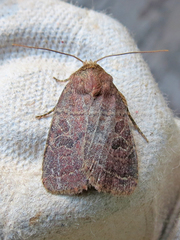 Eriopygini