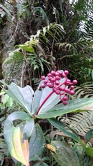 Medinilla speciosa