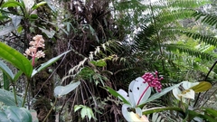 Medinilla speciosa