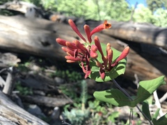 Lonicera arizonica