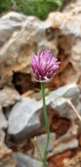Allium gomphrenoides