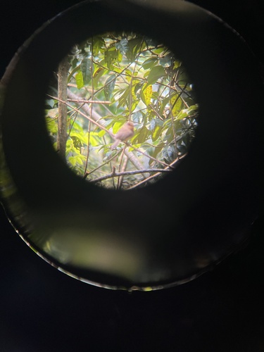 Fulvous-chinned Nunlet (Nonnula sclateri), photo 7