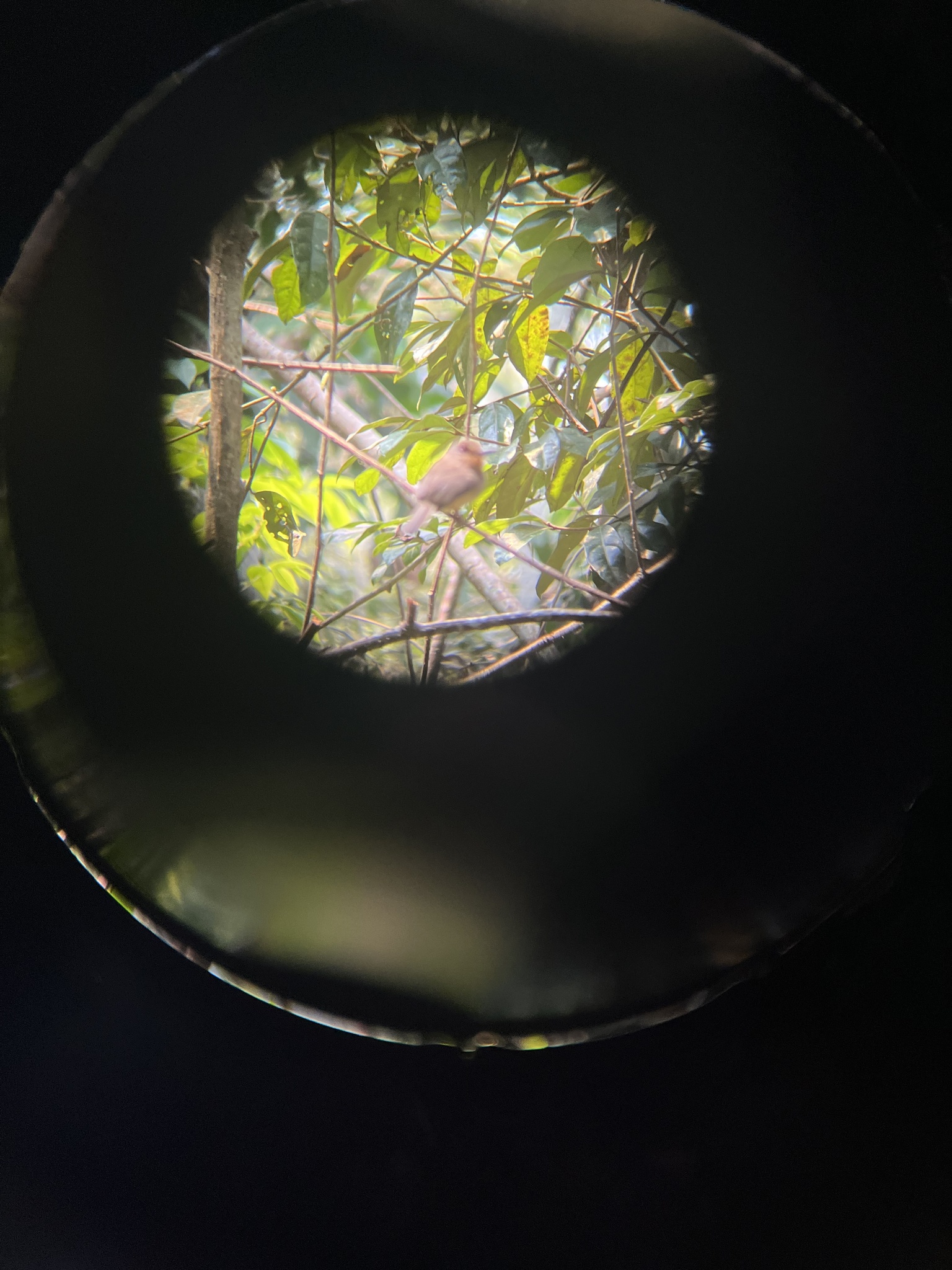 Fulvous-chinned Nunlet (Nonnula sclateri), photo 4