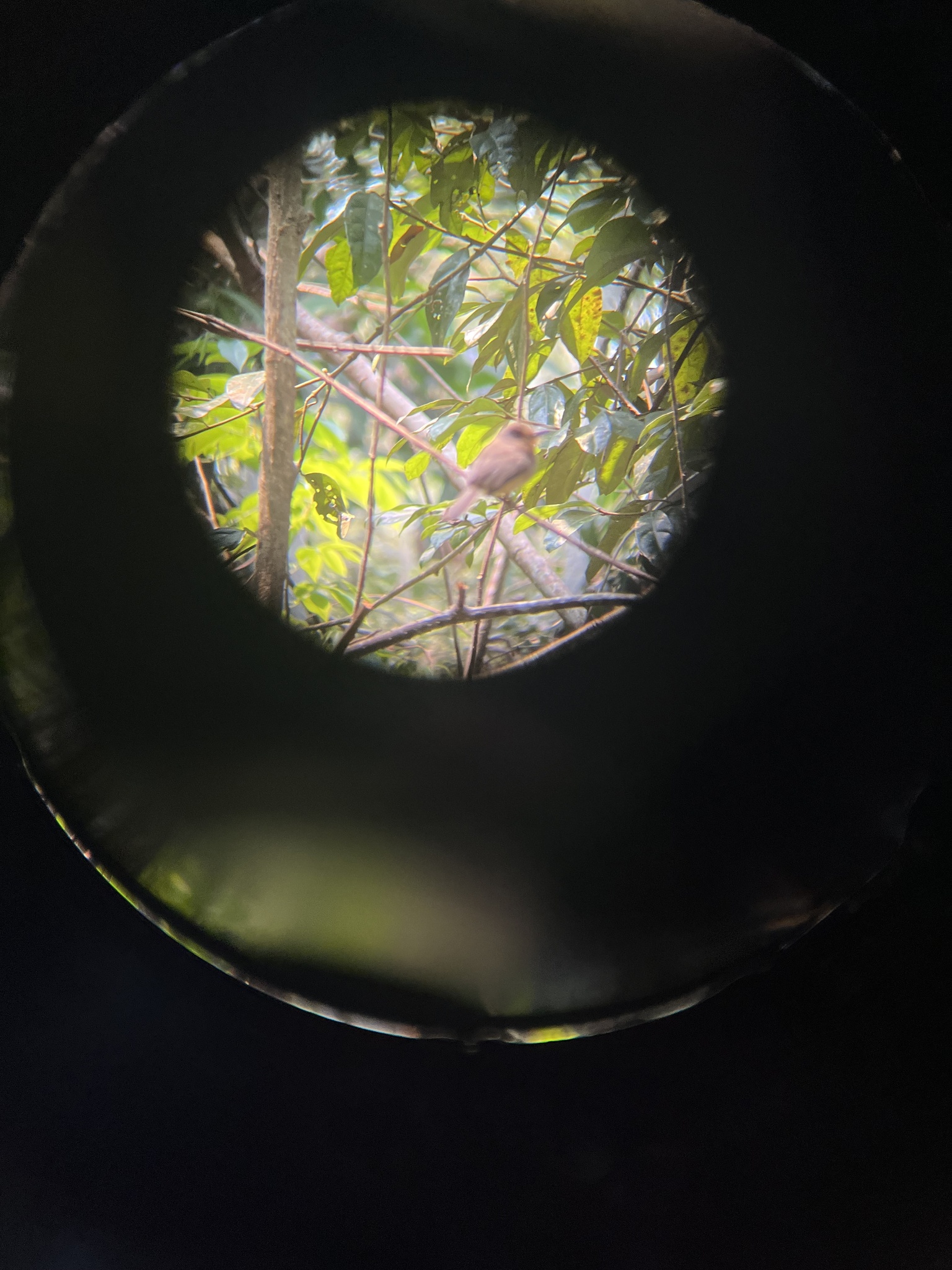Fulvous-chinned Nunlet (Nonnula sclateri), photo 5