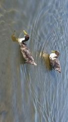 Anas platyrhynchos domesticus