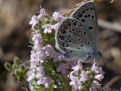 Polyommatus escheri