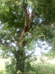 Terminalia leiocarpa