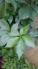 Parthenocissus quinquefolia