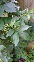 Parthenocissus quinquefolia